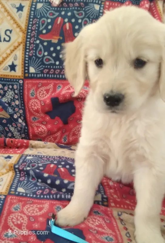 AKC BLUEBELLE, a female Golden Retriever for sale in Klamath Falls, OR – 1 of 3