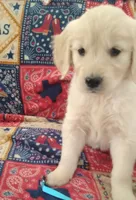 AKC BLUEBELLE, a female Golden Retriever for sale in Klamath Falls, OR – 1 of 3