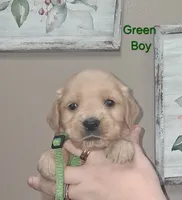 AKC Green, a male Golden Retriever for sale in Klamath Falls, OR – 2 of 4