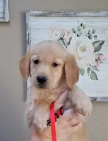 AKC Miss Scarlett , a female Golden Retriever for sale in Klamath Falls, OR – 1 of 5