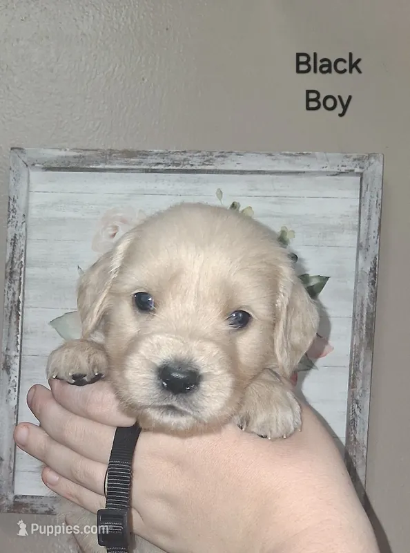 AKC Black – Golden Retriever puppy for sale in Klamath Falls, OR