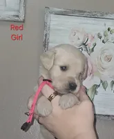 Rose AKC, a female Golden Retriever for sale in Klamath Falls, OR – 3 of 7