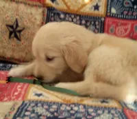 AKC FERN, a female Golden Retriever for sale in Klamath Falls, OR – 3 of 3