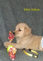 Yellow AKC, a female Golden Retriever for sale in Klamath Falls, OR – 4 of 10