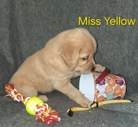 Yellow AKC, a female Golden Retriever for sale in Klamath Falls, OR – 3 of 10