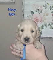 AKC Blue, a male Golden Retriever for sale in Klamath Falls, OR – 4 of 6