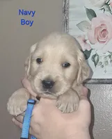 AKC Blue, a male Golden Retriever for sale in Klamath Falls, OR – 3 of 6