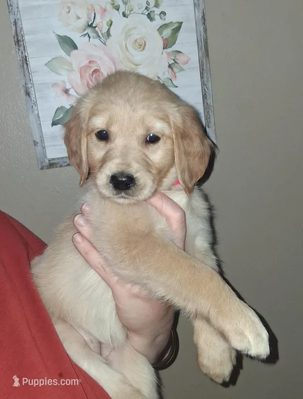 Miss Pink AKC – Golden Retriever puppy for sale in Klamath Falls, OR
