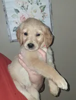 Miss Pink AKC, a female Golden Retriever for sale in Klamath Falls, OR – Photo 1 of 6