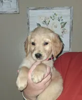Miss Pink AKC, a female Golden Retriever for sale in Klamath Falls, OR – Photo 3 of 6