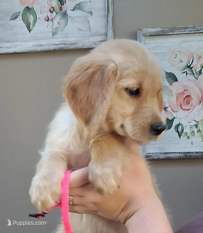 Miss Pink AKC – Golden Retriever puppy for sale in Klamath Falls, OR