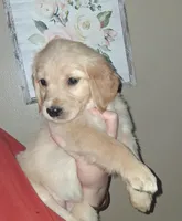 Miss Pink AKC, a female Golden Retriever for sale in Klamath Falls, OR – Photo 4 of 6