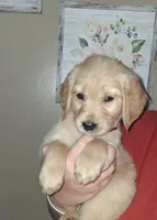 Miss Pink AKC, a female Golden Retriever for sale in Klamath Falls, OR – Photo 2 of 6