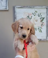 AKC Miss Scarlett , a female Golden Retriever for sale in Klamath Falls, OR – 3 of 5