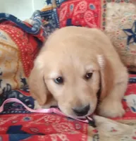 AKC HYACINTH, a female Golden Retriever for sale in Klamath Falls, OR – 3 of 3