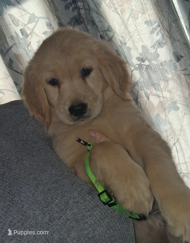 Neon Girl AKC – Golden Retriever puppy on hold in Klamath Falls, OR