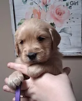 AKC Purple Girl, a female Golden Retriever for sale in Klamath Falls, OR – Photo 1 of 5