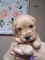 AKC Purple Girl, a female Golden Retriever for sale in Klamath Falls, OR – Photo 2 of 5