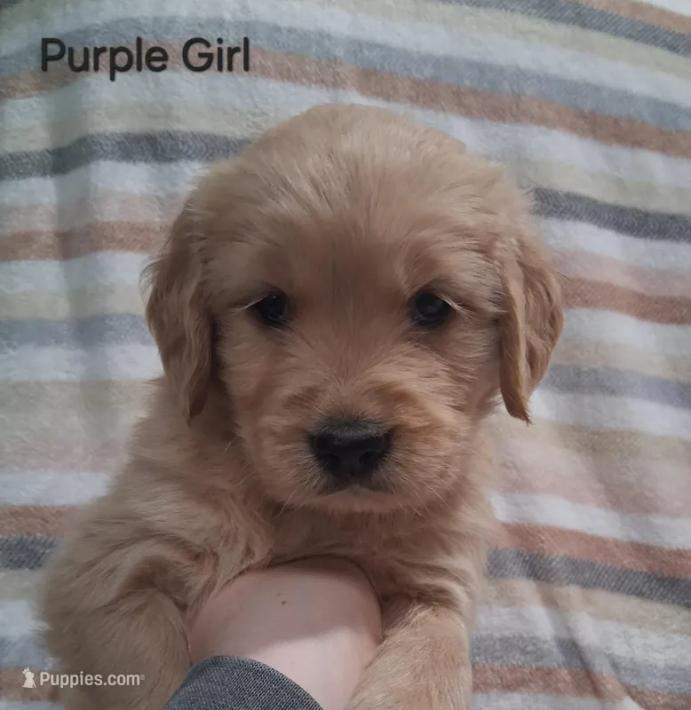 AKC Purple Girl