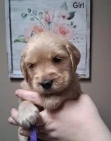 AKC Purple Girl, a female Golden Retriever for sale in Klamath Falls, OR – Photo 3 of 5