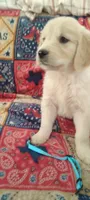 AKC BLUEBELLE, a female Golden Retriever for sale in Klamath Falls, OR – 3 of 3
