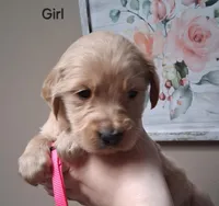 AKC Pink Girl, a female Golden Retriever for sale in Klamath Falls, OR – Photo 2 of 5