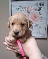 AKC Pink Girl, a female Golden Retriever for sale in Klamath Falls, OR – Photo 3 of 5