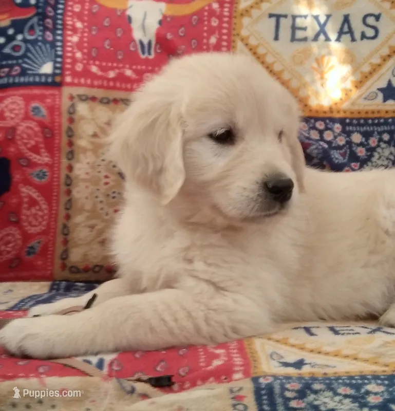 AKC BIRCH, a male Golden Retriever for sale in Klamath Falls, OR – 1 of 3