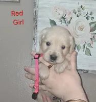 Rose AKC, a female Golden Retriever for sale in Klamath Falls, OR – 2 of 7
