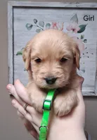 AKC Neon Girl, a female Golden Retriever for sale in Klamath Falls, OR – Photo 2 of 6