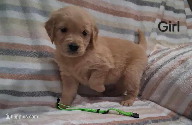AKC Neon Girl – Golden Retriever puppy for sale in Klamath Falls, OR