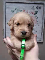 AKC Neon Girl, a female Golden Retriever for sale in Klamath Falls, OR – Photo 3 of 6