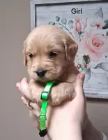 AKC Neon Girl, a female Golden Retriever for sale in Klamath Falls, OR – Photo 1 of 6