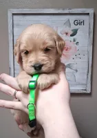 AKC Neon Girl, a female Golden Retriever for sale in Klamath Falls, OR – Photo 4 of 6