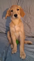 AKC Miss Neon, a female Golden Retriever for sale in Klamath Falls, OR – 3 of 10