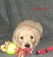 AKC Red, a female Golden Retriever for sale in Klamath Falls, OR – 3 of 8