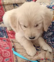 AKC BLUEBELLE, a female Golden Retriever for sale in Klamath Falls, OR – 2 of 3