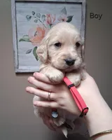 AKC Red Boy, a male Golden Retriever for sale in Klamath Falls, OR – Photo 2 of 6