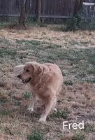 AKC Red Boy, a male Golden Retriever for sale in Klamath Falls, OR – Photo 5 of 6