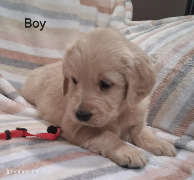 AKC Red Boy – Golden Retriever puppy for sale in Klamath Falls, OR