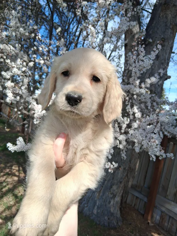 AKC Red Boy – Golden Retriever puppy on hold in Klamath Falls, OR