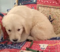 AKC FERN, a female Golden Retriever for sale in Klamath Falls, OR – 2 of 3