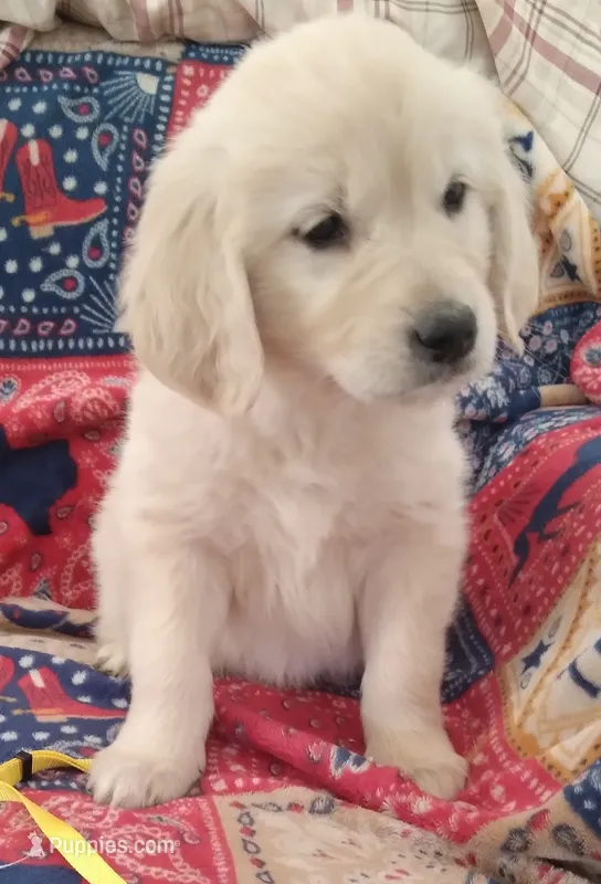 AKC BUTTERCUP, a female Golden Retriever for sale in Klamath Falls, OR – 1 of 3
