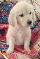 AKC BUTTERCUP, a female Golden Retriever for sale in Klamath Falls, OR – 1 of 3