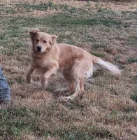 Rose AKC, a female Golden Retriever for sale in Klamath Falls, OR – 6 of 7