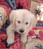 AKC SWEET PEA, a female Golden Retriever for sale in Klamath Falls, OR – 2 of 3