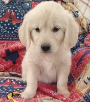 AKC BUTTERCUP, a female Golden Retriever for sale in Klamath Falls, OR – 3 of 3