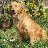 Miss Purple AKC, a female Golden Retriever for sale in Klamath Falls, OR – Photo 5 of 5