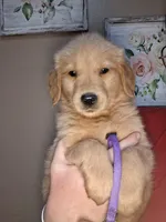 Miss Purple AKC, a female Golden Retriever for sale in Klamath Falls, OR – Photo 3 of 5