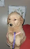 Miss Purple AKC, a female Golden Retriever for sale in Klamath Falls, OR – Photo 2 of 5